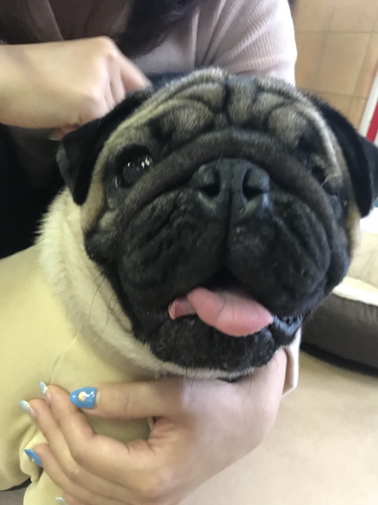 【今日の里帰りワンコ🐶パグの聆麿（きくまろ）君💕】